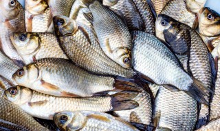 鲫鱼补窝方法 鲫鱼补锅的方法如下