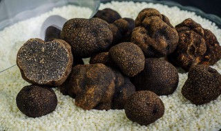 黑松露保存方法 黑松露可以这样保存