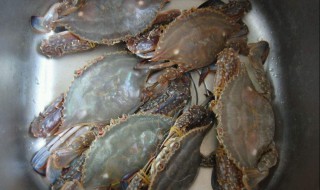 活海蟹的保存方法 这样保存的活海蟹最新鲜