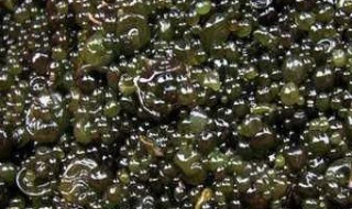 地皮菜野菜汤如何做 地皮菜野菜汤的做法