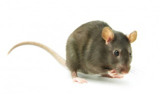 灭鼠实用方法 有哪些方法可以灭鼠