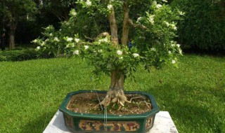 浇树的简单方法 浇树的简单方法是什么