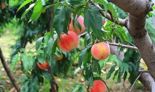 桃虫的防治方法 五种桃虫的防治方法详解