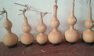 葫芦的保存和处理方法 葫芦的保存和处理方法简单介绍