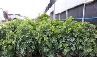 摇钱树土培方法 摇钱树的养殖方法