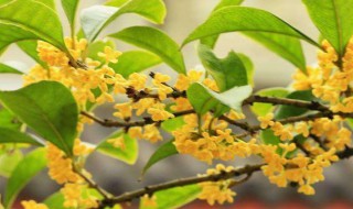 桂花保存方法 桂花保存方法推荐