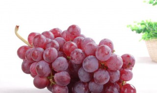 红提育种方法 红提如何种植