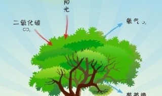 什么是光合作用 光合作用是什么意思