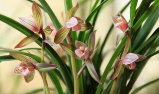 春剑的繁殖方法 春剑如何繁殖