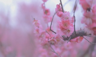 梅花象征着什么意义 梅花的花语是什么
