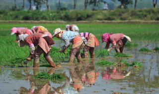 梦见插秧是什么意思 梦见插秧意味什么