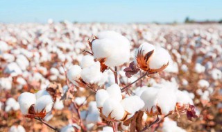 长绒棉和全棉什么区别 如何区别长绒棉和全棉