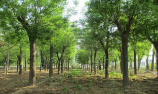 树木移栽方法 树木移栽方法介绍