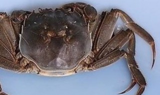 螃蟹要怎么样保存 存放螃蟹的方法