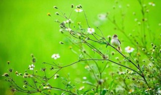 描写春天美短句 描写春天美短句列述