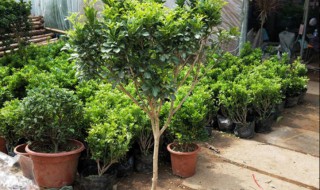 米兰修剪盆景方法 米兰盆景如何修剪