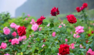 玫瑰种植方法 玫瑰如何种植