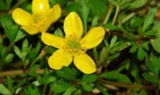 猫爪草的施肥方法 猫爪草怎么施肥