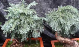 澳洲杉养根方法 多久换一次水呢