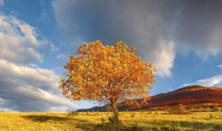 梧桐树管理方法 可以怎么种植呢