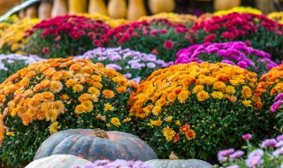 扦插菊花的方法 七步方法成功让菊花扦插繁殖