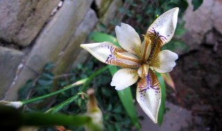 野鸢尾移植方法 野鸢尾如何移植