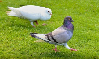 鸽子如何分辨公母 鸽子如何分辨公母介绍