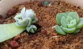 多肉扦插方法 多肉植物的扦插繁殖法