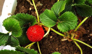 种草莓盆栽技巧 草莓盆栽的种植技巧有哪些