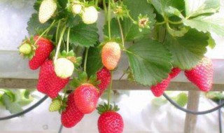 阳台种草莓土技巧 阳台种草莓土技巧有哪些