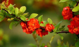 海棠是什么意思 海棠代表什么意思