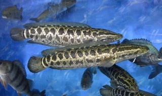 小黑鱼的烹饪方法 小黑鱼的烹饪方法分享