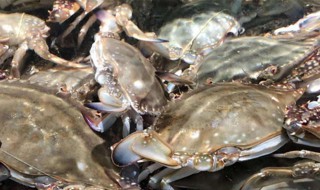 清洗完的螃蟹怎么保存 清洗完的螃蟹的保存方法