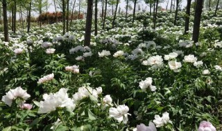 牡丹花种怎么保存 牡丹花种如何保存