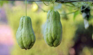 佛手瓜怎么保存不会坏 佛手瓜怎样长期保存而且不容易坏掉