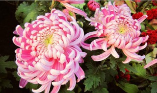 九月菊的养护方法 九月菊的养护方法简单介绍