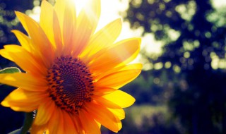 温馨早安问候语 温馨早安问候语有哪些