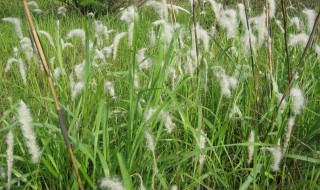 茅根草种植方法 茅根草怎么种植