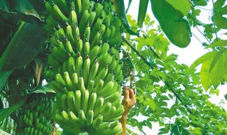 种植香蕉树的方法 种植香蕉树的五个方法需要注意