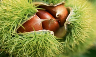 高压锅煮板栗要煮多久 用高压锅煮板栗需要多长时间