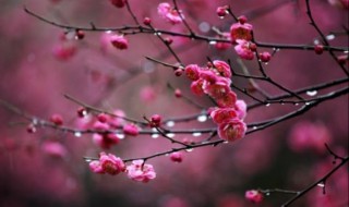 梅花后期养殖方法 梅花如何养殖