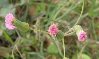 一点红养殖方法 一点红怎么养殖