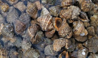 海螺怎么清洗 海螺清洗方法