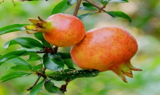 石榴树的修剪技巧 石榴树的修剪技巧有什么