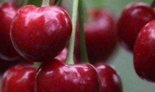 如何洗樱桃 洗樱桃的妙招