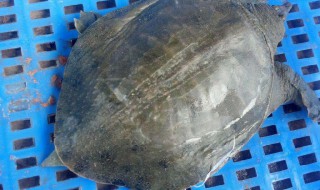 甲鱼怎么保存不会死 甲鱼如何放置不会死
