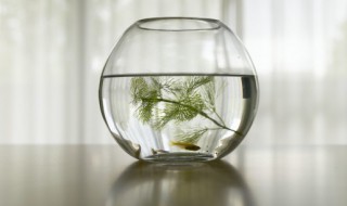 钓鱼需要打窝的料怎样做 钓鱼用什么打窝好