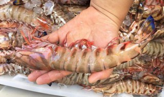 竹节虾怎么保存 虾怎么保存更鲜美?