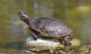 乌龟的寿命是多少年 乌龟有多少年的寿命