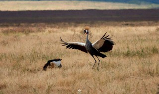 鹤代表什么象征意义 鹤代表什么有什么含义